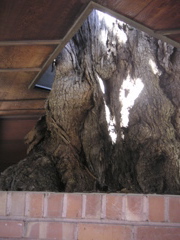 PICT0016.JPG